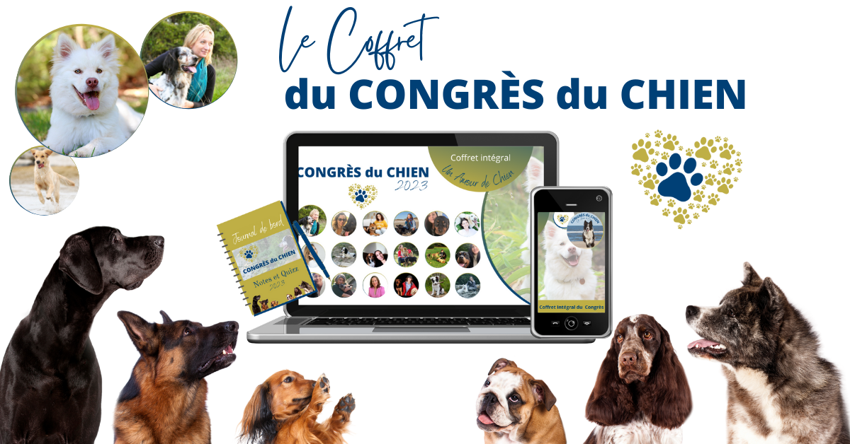 coffret chien 2023 boutique coffret chien 2023 boutique